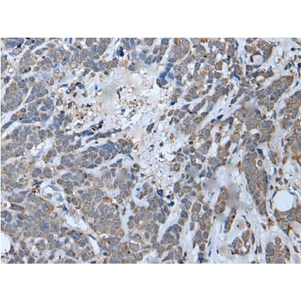 MYF6 Antibody from Signalway Antibody (43952) - Antibodies.com