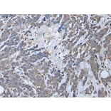 MYF6 Antibody from Signalway Antibody (43952) - Antibodies.com