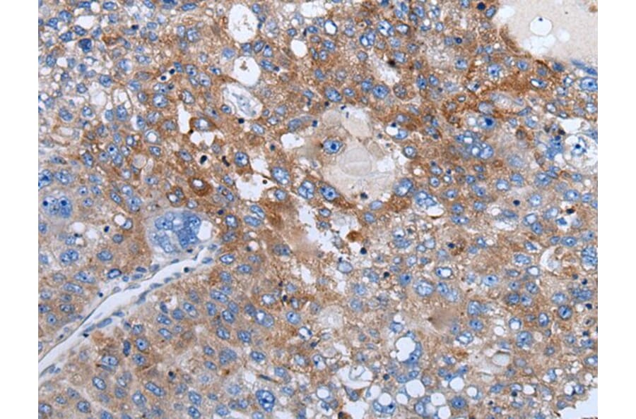 WEE2 Antibody from Signalway Antibody (43978) - Antibodies.com