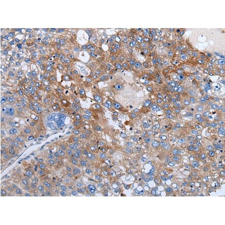 WEE2 Antibody from Signalway Antibody (43978) - Antibodies.com