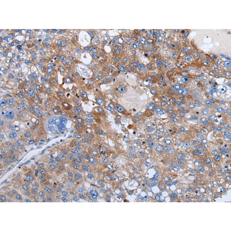 WEE2 Antibody from Signalway Antibody (43978) - Antibodies.com