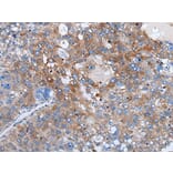 WEE2 Antibody from Signalway Antibody (43978) - Antibodies.com