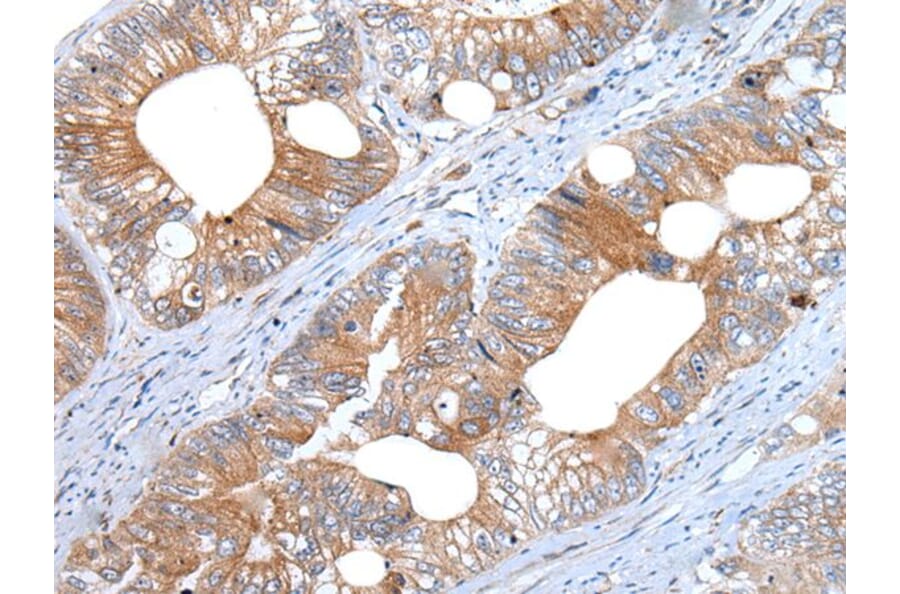 WEE2 Antibody from Signalway Antibody (43978) - Antibodies.com