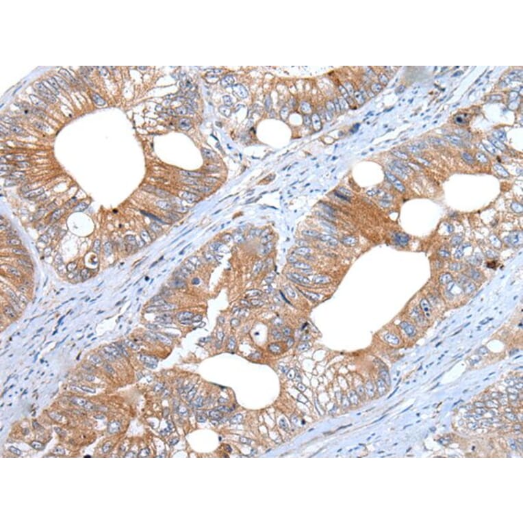 WEE2 Antibody from Signalway Antibody (43978) - Antibodies.com