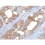 WEE2 Antibody from Signalway Antibody (43978) - Antibodies.com