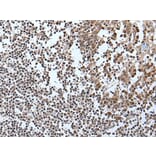 IWS1 Antibody from Signalway Antibody (43981) - Antibodies.com