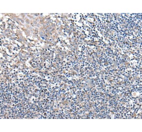 UBN2 Antibody from Signalway Antibody (43985) - Antibodies.com