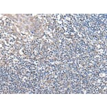 UBN2 Antibody from Signalway Antibody (43985) - Antibodies.com