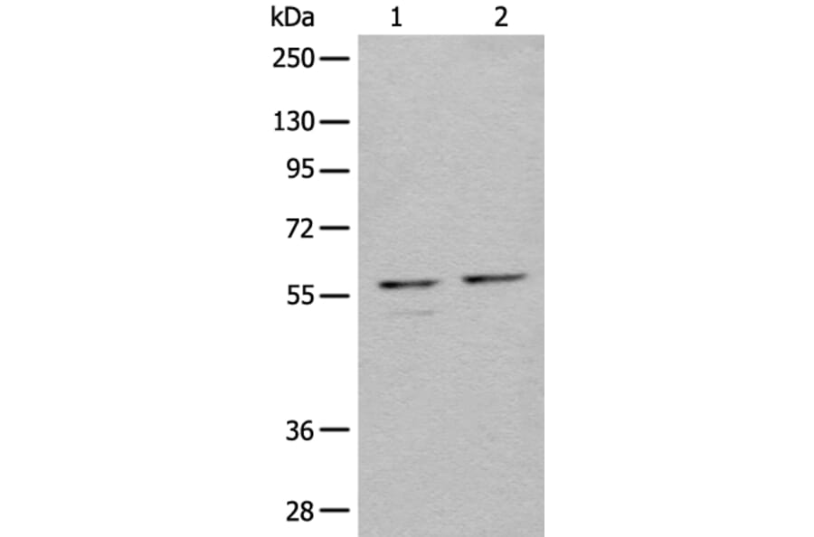 URI1 Antibody from Signalway Antibody (44002) - Antibodies.com