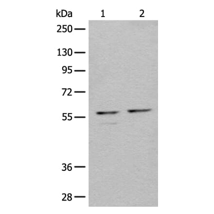 URI1 Antibody from Signalway Antibody (44002) - Antibodies.com