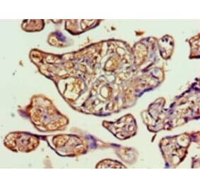 Immunohistochemistry - Transaldolase Polyclonal Antibody from Signalway Antibody (42412) - Antibodies.com