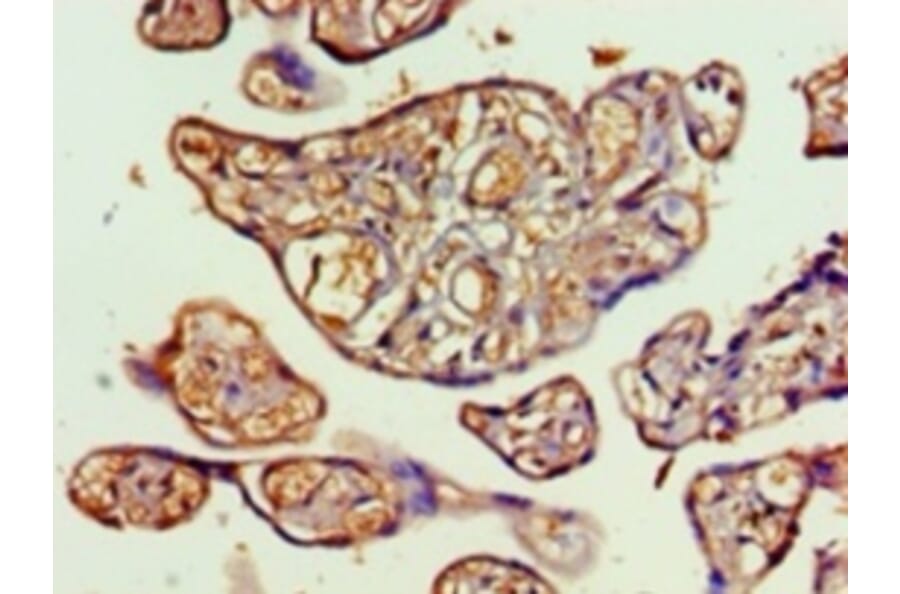 Immunohistochemistry - Transaldolase Polyclonal Antibody from Signalway Antibody (42412) - Antibodies.com