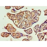 Immunohistochemistry - Transaldolase Polyclonal Antibody from Signalway Antibody (42412) - Antibodies.com