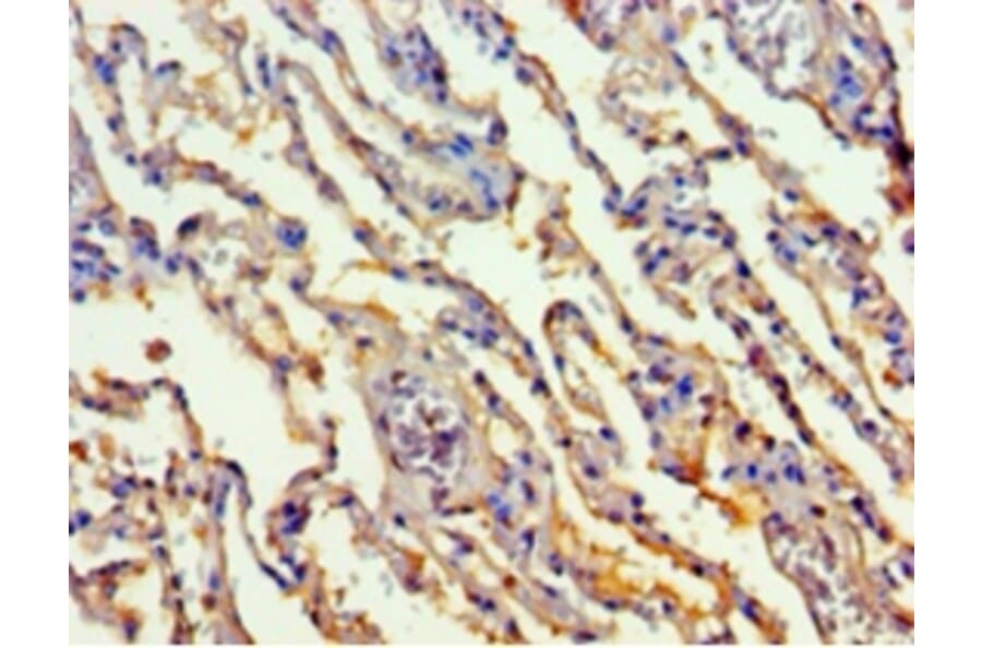 Immunohistochemistry - Transaldolase Polyclonal Antibody from Signalway Antibody (42412) - Antibodies.com