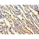 Immunohistochemistry - Transaldolase Polyclonal Antibody from Signalway Antibody (42412) - Antibodies.com