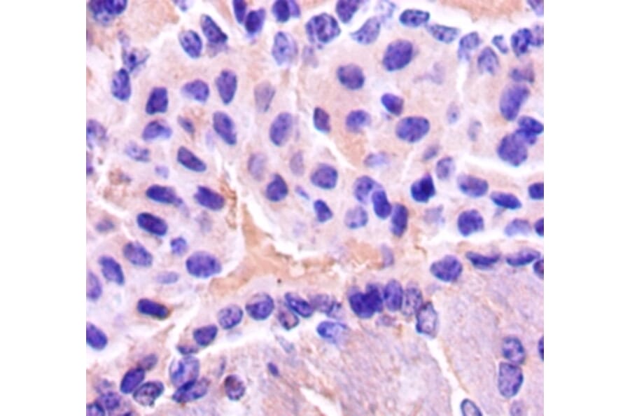 Immunohistochemistry - Gamma-enolase Polyclonal Antibody from Signalway Antibody (42511) - Antibodies.com