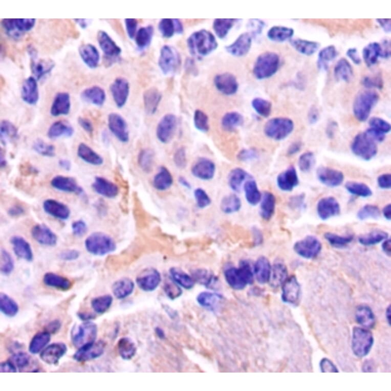 Immunohistochemistry - Gamma-enolase Polyclonal Antibody from Signalway Antibody (42511) - Antibodies.com