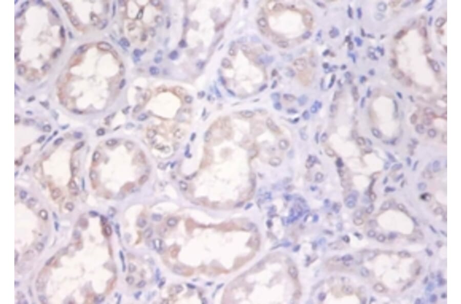 Immunohistochemistry - Histone H2A.x Polyclonal Antibody from Signalway Antibody (42593) - Antibodies.com