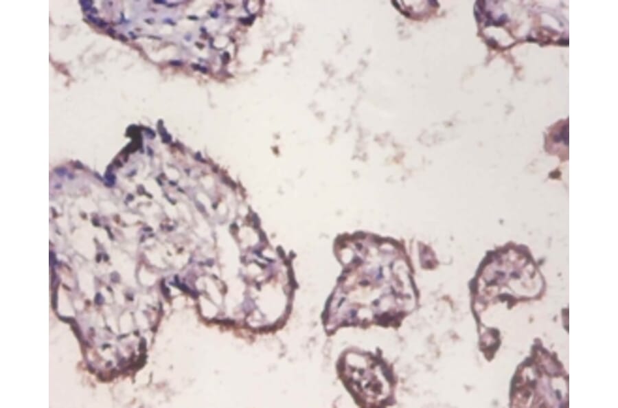 Immunohistochemistry - Histone H2A.x Polyclonal Antibody from Signalway Antibody (42593) - Antibodies.com