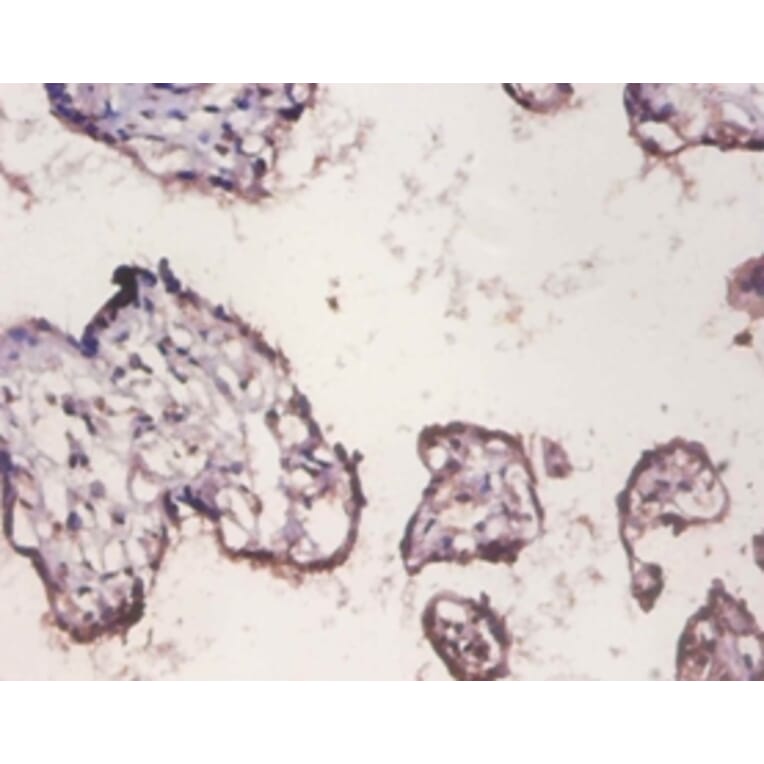 Immunohistochemistry - Histone H2A.x Polyclonal Antibody from Signalway Antibody (42593) - Antibodies.com