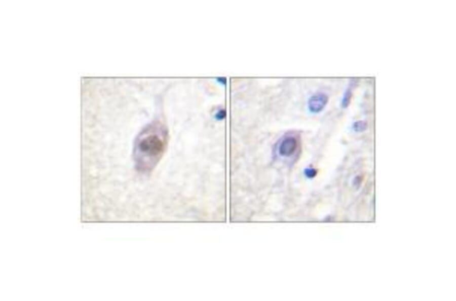 Immunohistochemistry - APC Antibody from Signalway Antibody (33153) - Antibodies.com