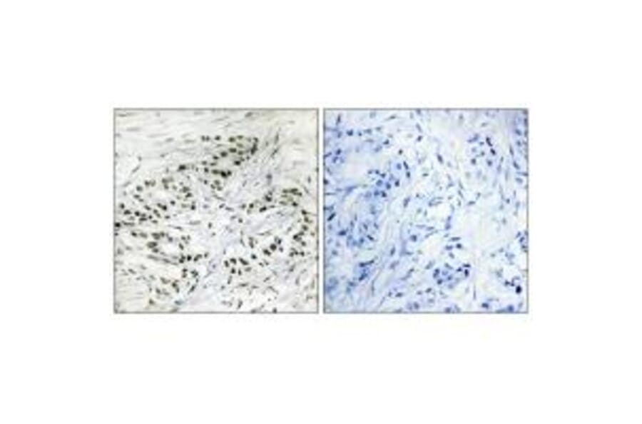 Immunohistochemistry - ERF Antibody from Signalway Antibody (33790) - Antibodies.com