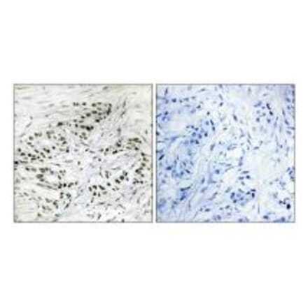 Immunohistochemistry - ERF Antibody from Signalway Antibody (33790) - Antibodies.com
