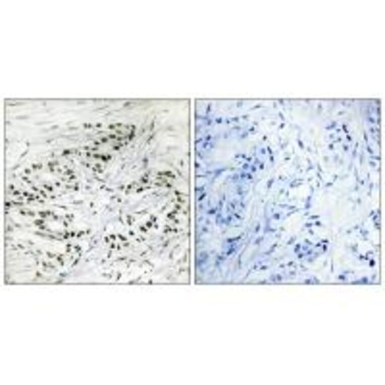 Immunohistochemistry - ERF Antibody from Signalway Antibody (33790) - Antibodies.com