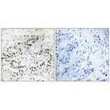Immunohistochemistry - ERF Antibody from Signalway Antibody (33790) - Antibodies.com