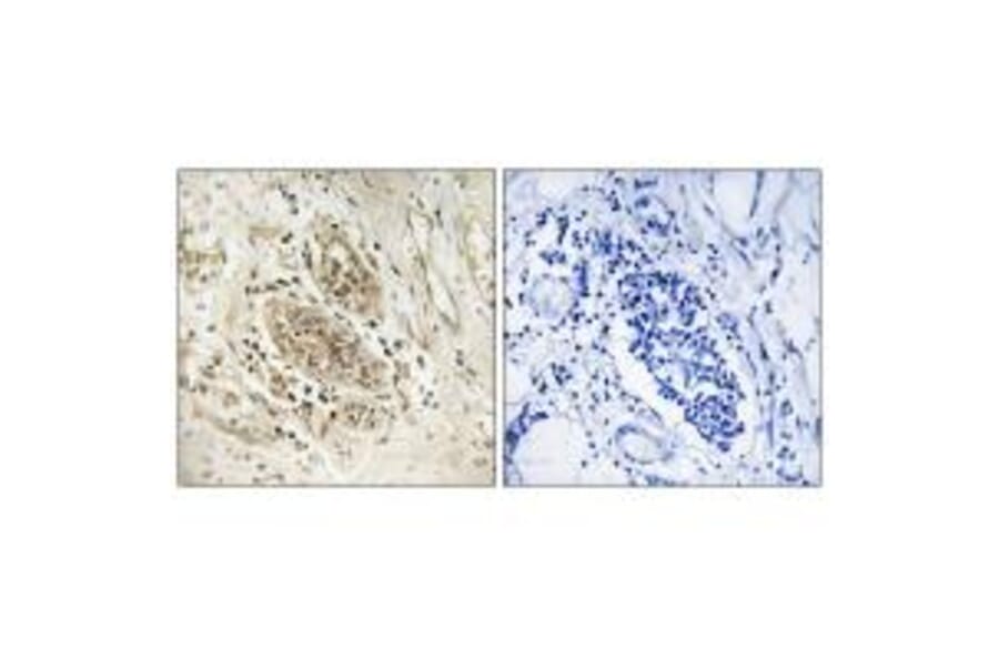 Immunohistochemistry - Myc Antibody from Signalway Antibody (34647) - Antibodies.com