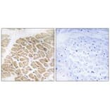 Immunohistochemistry - MIA Antibody from Signalway Antibody (34781) - Antibodies.com