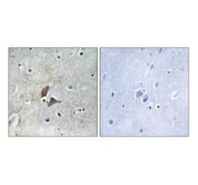 Immunohistochemistry - OMG Antibody from Signalway Antibody (34878) - Antibodies.com