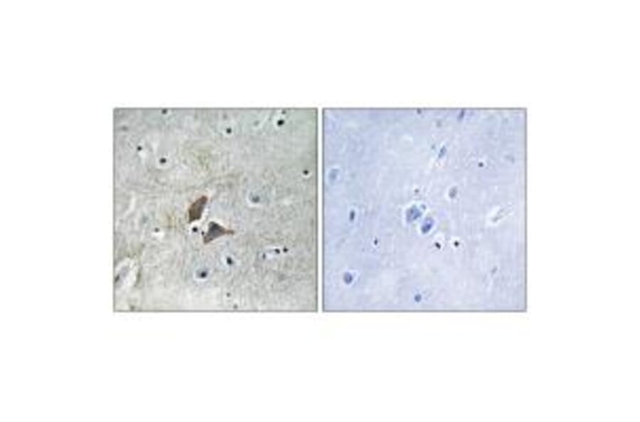 Immunohistochemistry - OMG Antibody from Signalway Antibody (34878) - Antibodies.com