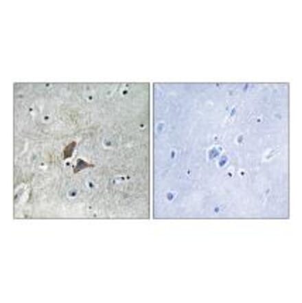 Immunohistochemistry - OMG Antibody from Signalway Antibody (34878) - Antibodies.com
