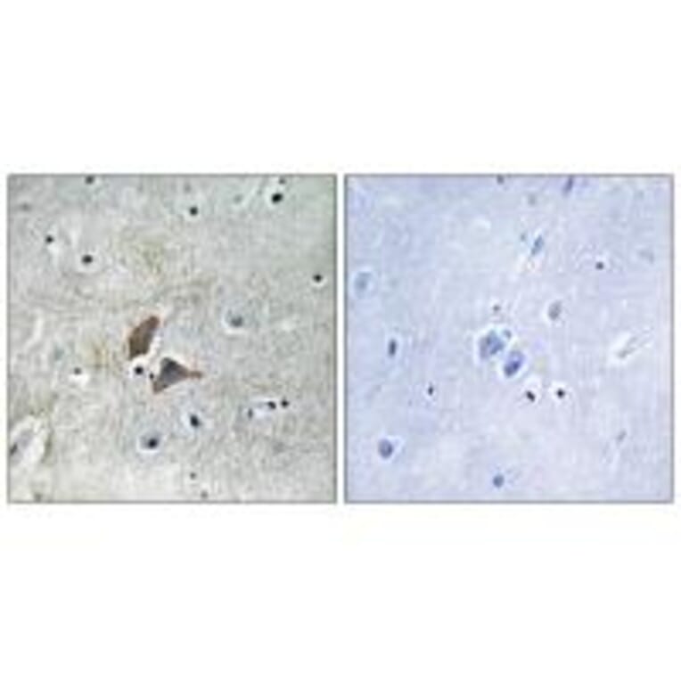 Immunohistochemistry - OMG Antibody from Signalway Antibody (34878) - Antibodies.com