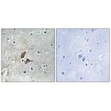 Immunohistochemistry - OMG Antibody from Signalway Antibody (34878) - Antibodies.com