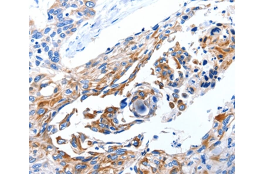 Immunohistochemistry - DAP Antibody from Signalway Antibody (35710) - Antibodies.com
