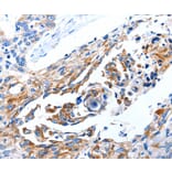 Immunohistochemistry - DAP Antibody from Signalway Antibody (35710) - Antibodies.com