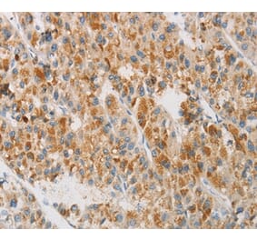 Immunohistochemistry - NGB Antibody from Signalway Antibody (35834) - Antibodies.com