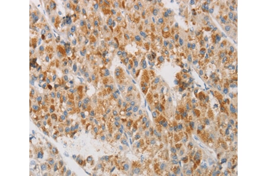 Immunohistochemistry - NGB Antibody from Signalway Antibody (35834) - Antibodies.com