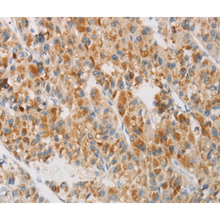 Immunohistochemistry - NGB Antibody from Signalway Antibody (35834) - Antibodies.com