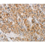 Immunohistochemistry - NGB Antibody from Signalway Antibody (35834) - Antibodies.com
