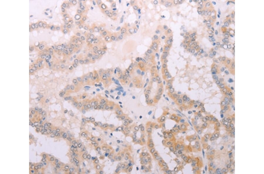 Immunohistochemistry - TPO Antibody from Signalway Antibody (35966) - Antibodies.com