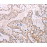 Immunohistochemistry - TPO Antibody from Signalway Antibody (35966) - Antibodies.com