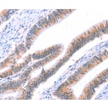 Immunohistochemistry - VWF Antibody from Signalway Antibody (35988) - Antibodies.com