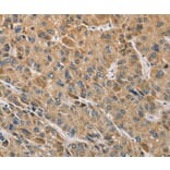 Immunohistochemistry - MIP Antibody from Signalway Antibody (36125) - Antibodies.com