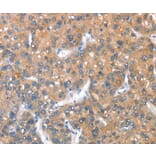 Immunohistochemistry - KEL Antibody from Signalway Antibody (36286) - Antibodies.com