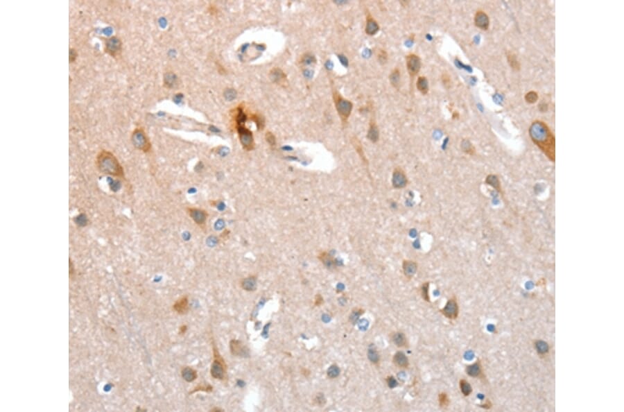 Immunohistochemistry - KEL Antibody from Signalway Antibody (36286) - Antibodies.com