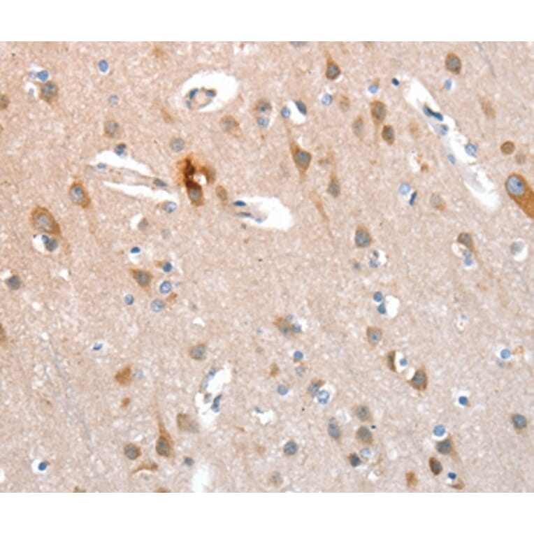 Immunohistochemistry - KEL Antibody from Signalway Antibody (36286) - Antibodies.com