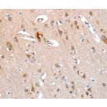 Immunohistochemistry - KEL Antibody from Signalway Antibody (36286) - Antibodies.com